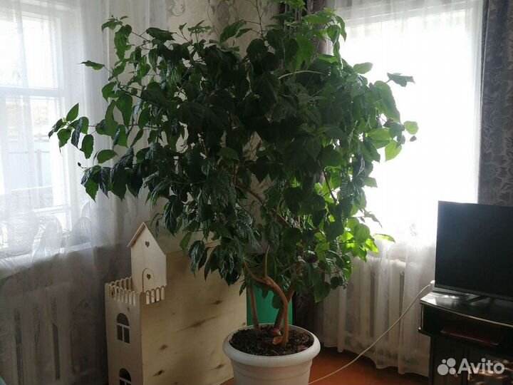 Китайская роза