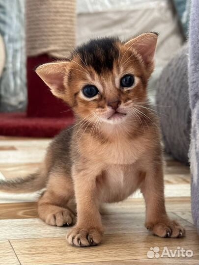 Абиссинская кошка -Открыто бронирование