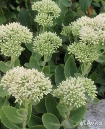 Очиток многолетний большой куст