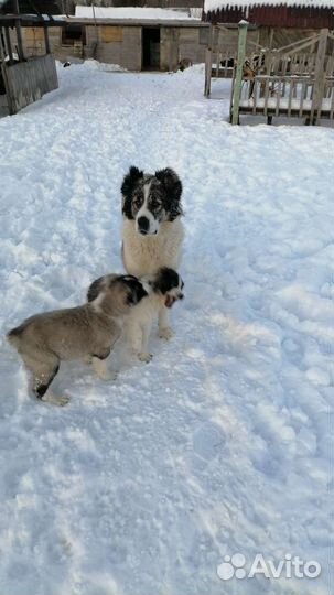 Собака Алабай щенки, две девочки