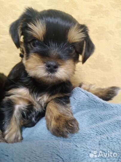 Йоркширский терьер мини