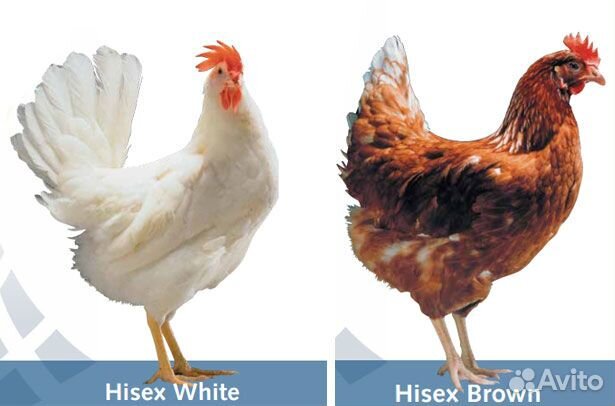 Курочки Доминанта, Ломан (молодки) 4 мес