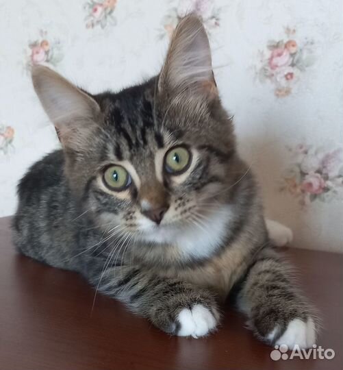 Котенок мальчик