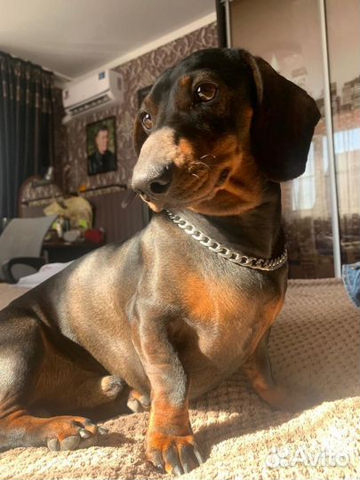 Карликовая такса