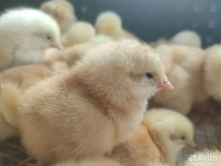 Суточный Цветной бройлер в Павловском районе