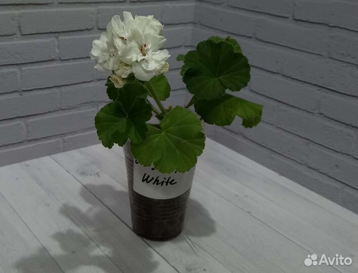 Срртовые пеларгонии (герань)