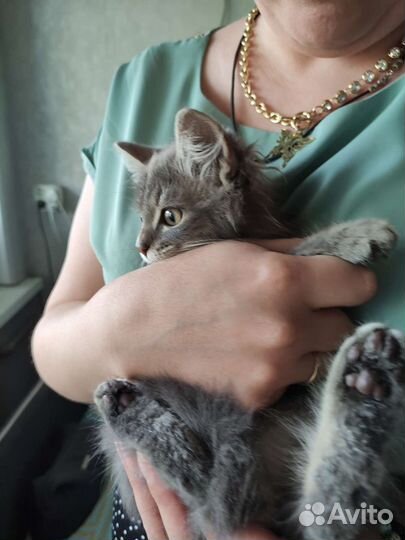 Шотландский котенок 2 мес в добрые руки