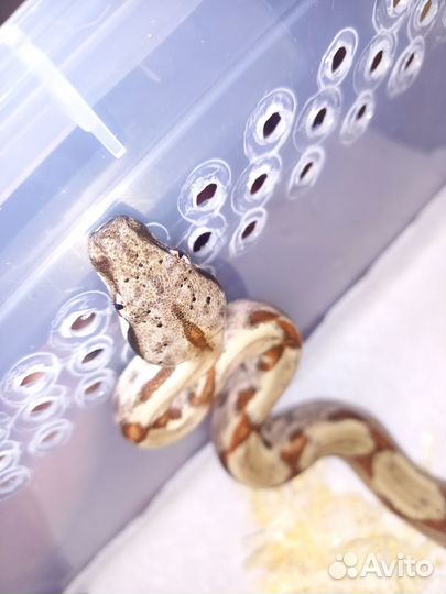 Змеи молодняк