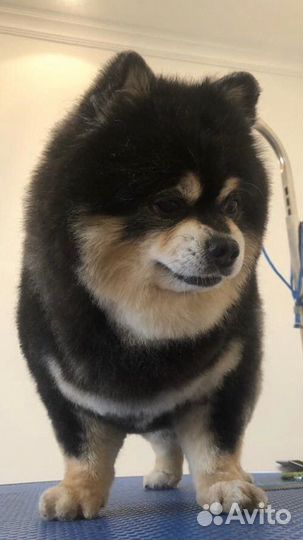 Грумер Стрижка собак и кошек (Люблино)