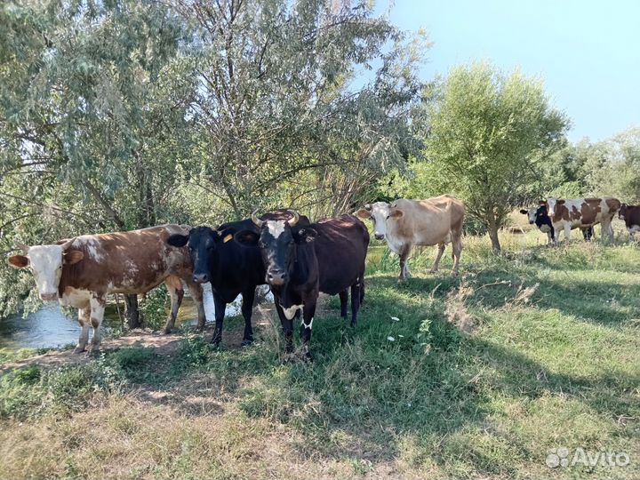 Коровы дойные