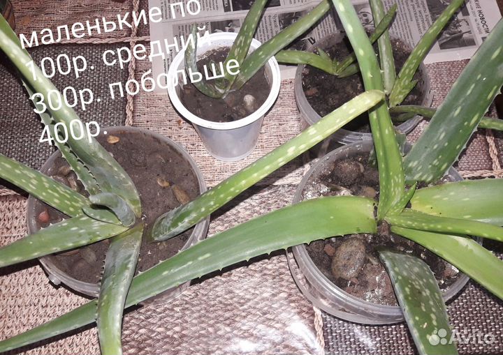 Цветы комнатные