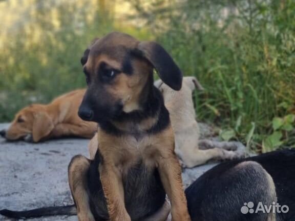 Собака в добрые руки отдам бесплатно