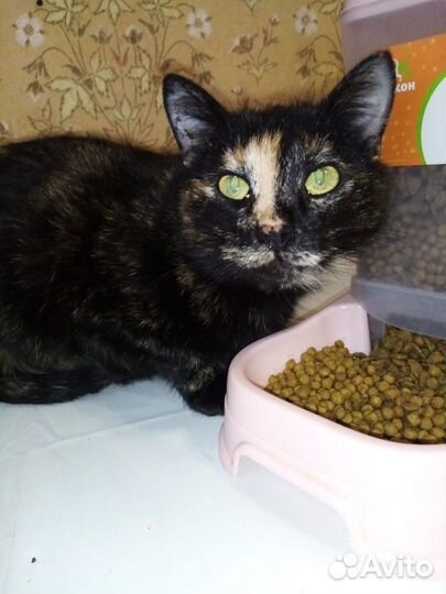 Черепаховая кошка Черри