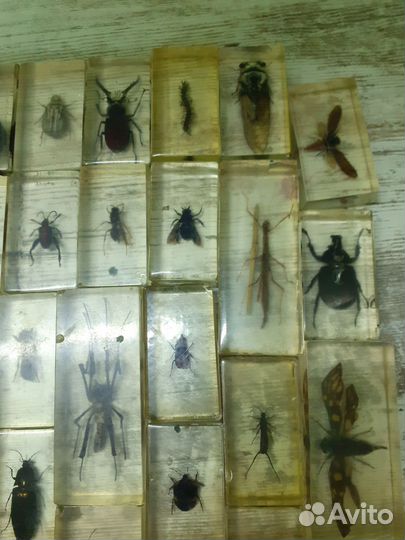 Насекомые в стекле