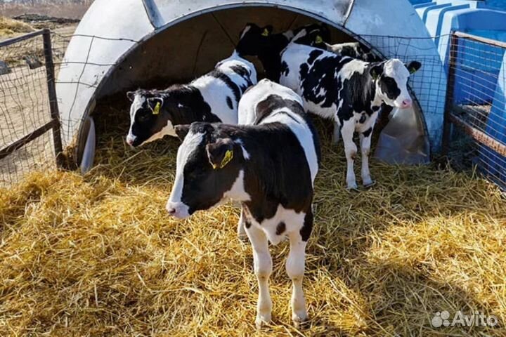 Телята бычки мясные