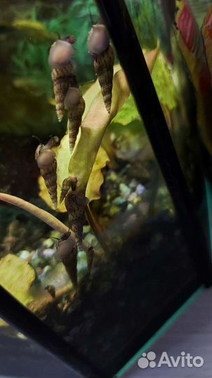 Аквариумные улитки мелании