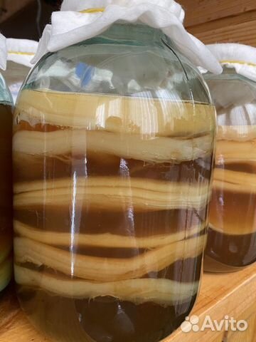 Медузомицет