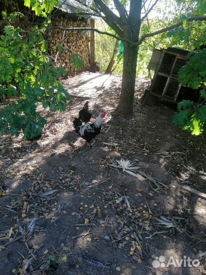 Петухи маран серебро