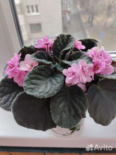 Фиалка. Цветы