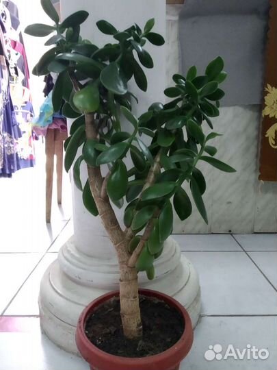 Толстянка денежное дерево