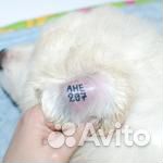 Клеймение щенков