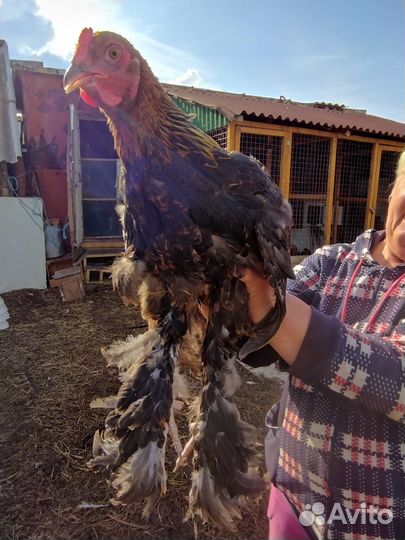 Петух породы Брама куропатчатая