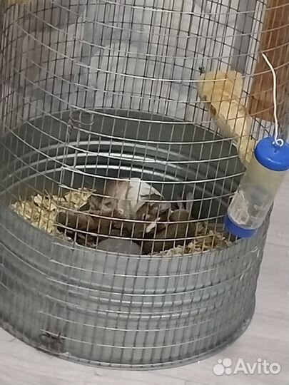 Белка дегу с клеткой