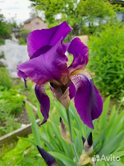 Ирис, астильба