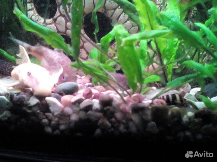 Аквариумные питомцы