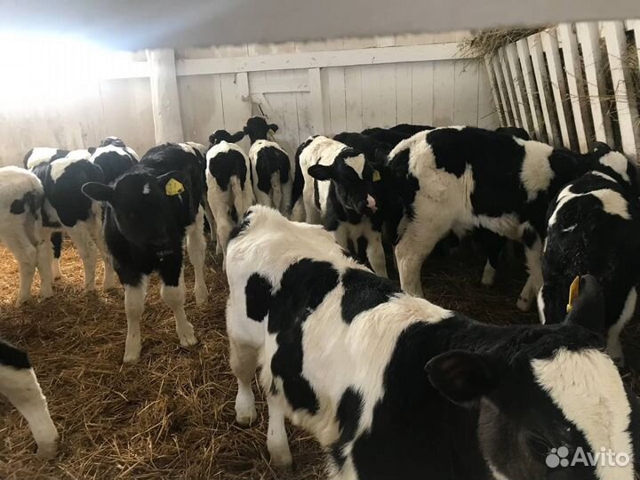 Телята, бычки