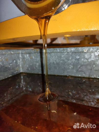 Мёд Алтайский - предгорье - 2023