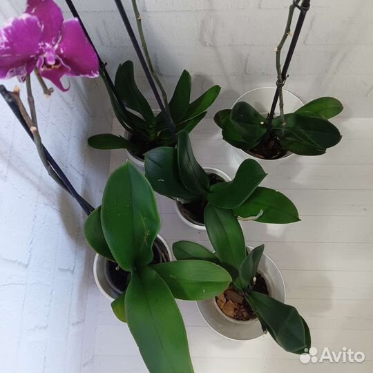Орхидеи maxi разные цвета