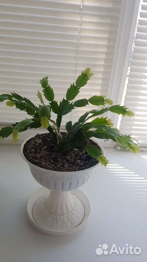 Цветок декабрист