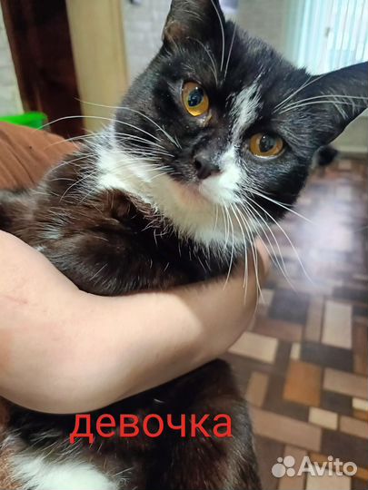 Кошка