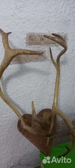 Рога оленя