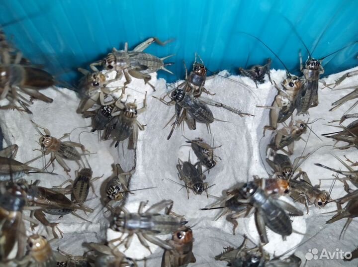 Кормовые объекты. Сверчки двупятнистые, банановы