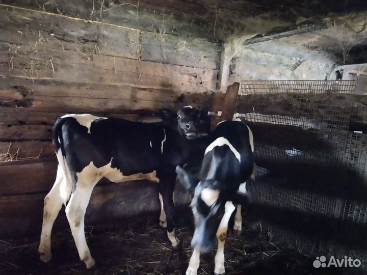 Бычки и быки