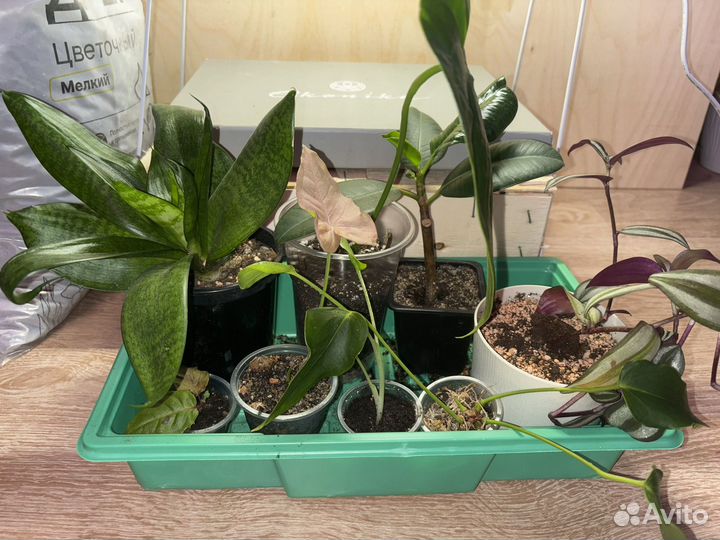 Набор домашних комнатных растений