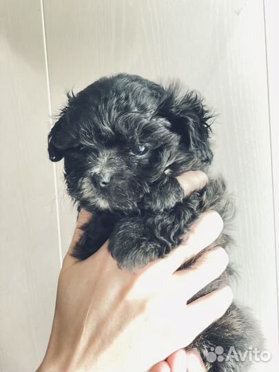 Мальтипу F1 (ceрые)