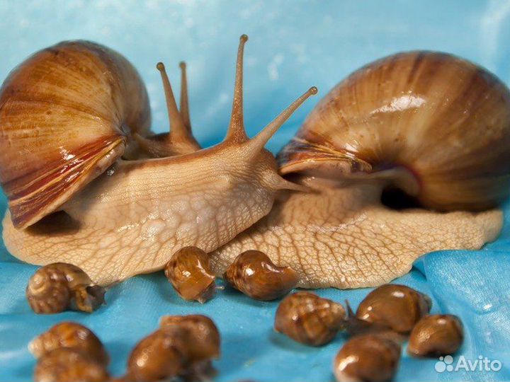 Американские улитки