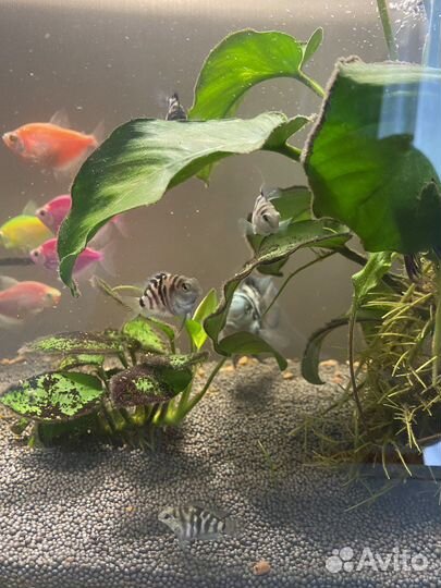 Рыбка сапфировый попугай