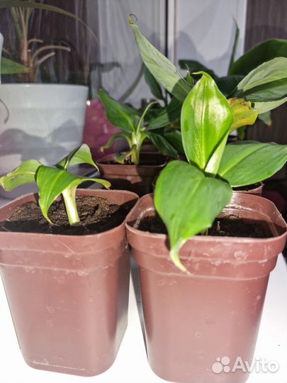 Карликовый банан