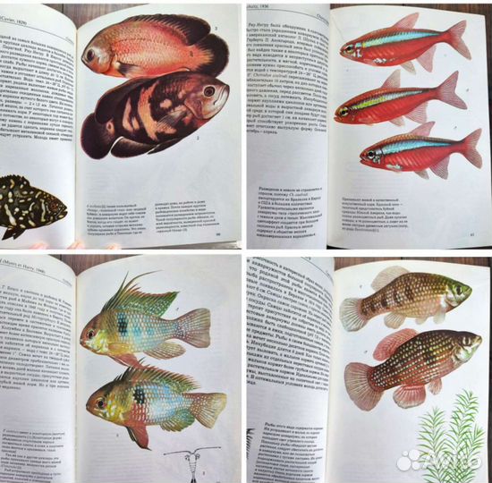 Книги ботанические растения, грибы, животные