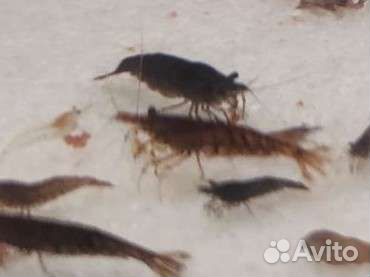 Аквариумные креветки, улитка мелания