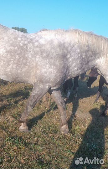 Жеребец на племя