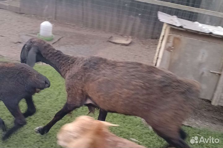 Овцы бараны