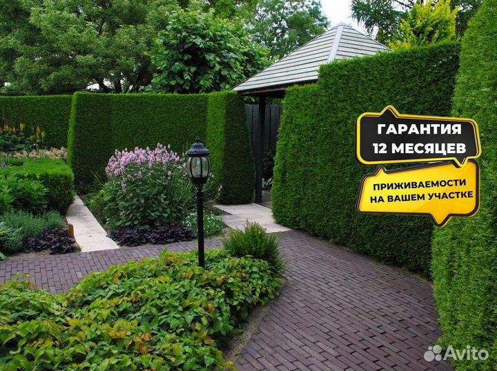 Живая изгородь из туи