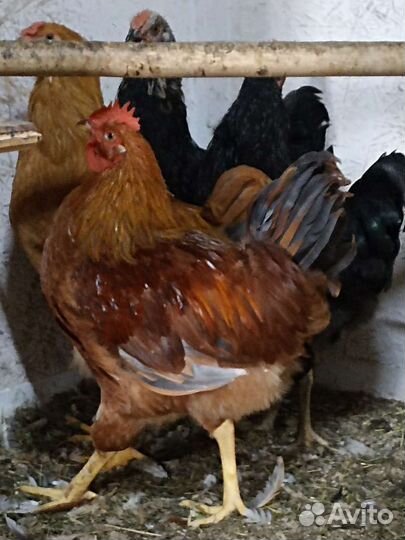 Молодые петухи