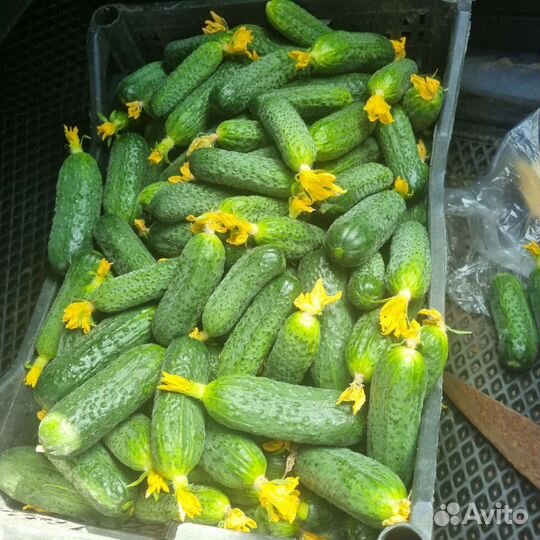 Огурцы домашние