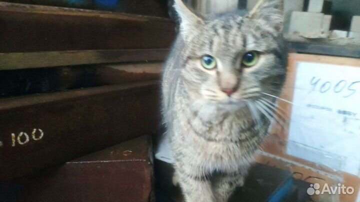 В добрые руки Молодой Котик